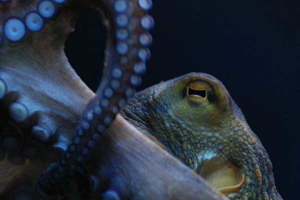 Kraken cc ссылка
